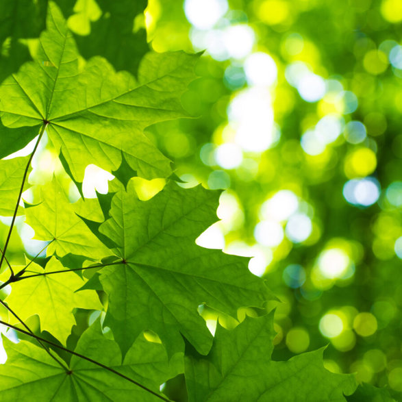 Go green with us!